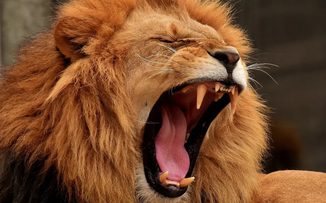Mastery of advocacy: unleash your inner lion with coaching!